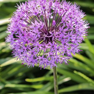 Allium Zierlauch